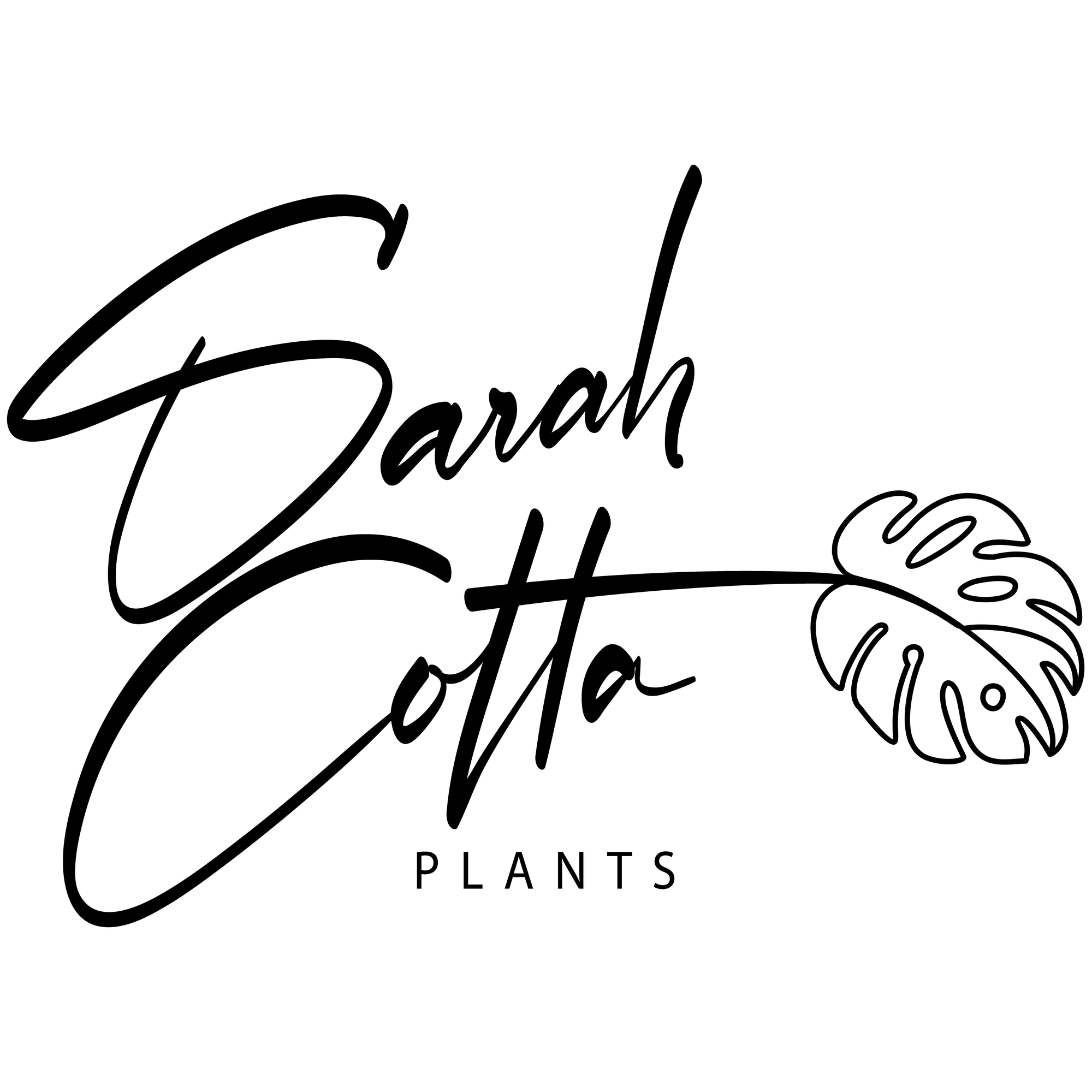 epipremnum-pinnatum-cebu-blue-sarahcotta-plants